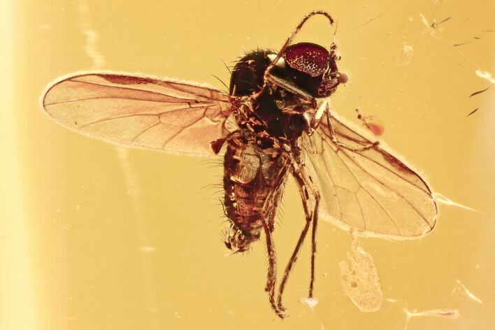 Detailed Fossil Fly (Microphorinae) With Spread Wings In Baltic Amber #272677